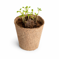 Kit COMMENT POUSSE UNE GRAINE