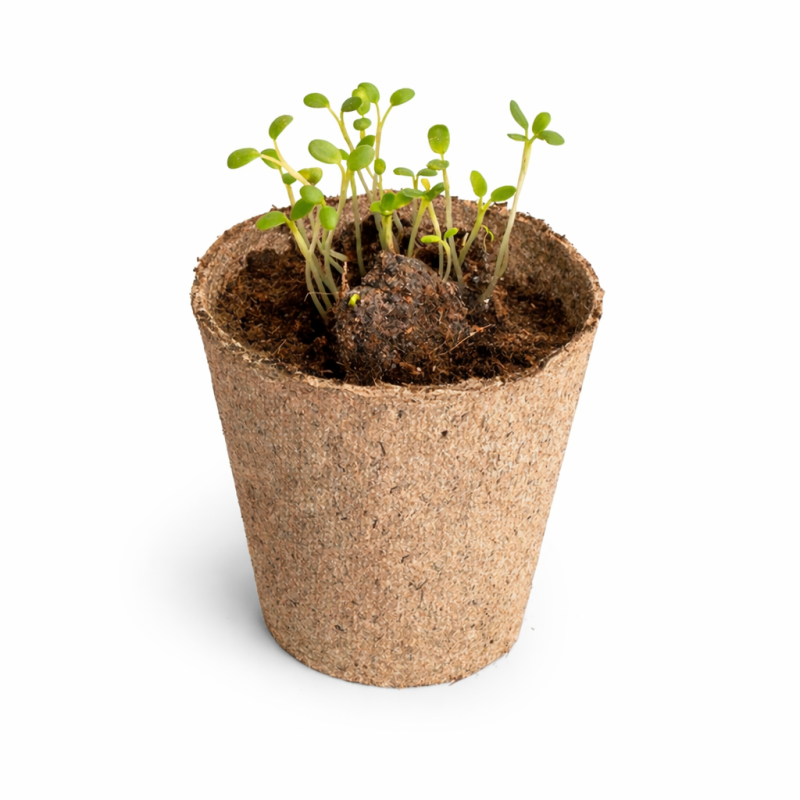 Kit COMMENT POUSSE UNE GRAINE